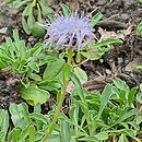 Globularia trichosantha (kulnik włosokwiatowy)