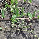 Corrigiola litoralis ssp. telephiifolia