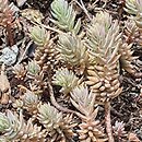 Petrosedum pruinatum (rozchodnik oszroniony)