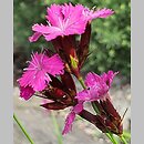 Dianthus haematocalyx (goździk krwistoczerwony)
