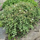 Potentilla fruticosa var. davurica