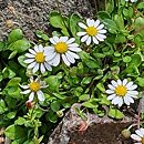Bellium bellidioides