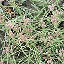 Antennaria rosea (ukwap różowy)