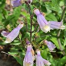 Penstemon hirsutus (penstemon kosmaty)