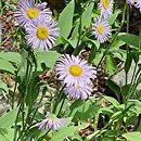 Erigeron compositus (przymiotno złożone)