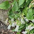 Campanula betulifolia (dzwonek brzozolistny)