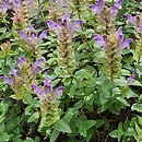Scutellaria alpina (tarczyca alpejska)
