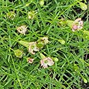 Silene saxifraga (lepnica skalnicowata)