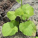 Campanula orphanidea (dzwonek Orphanidesa)