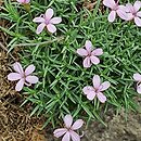 Dianthus arpadianus
