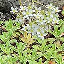 Saxifraga hostii (skalnica Hosta)