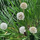 Armeria rhodopea (zawciąg rodopski)