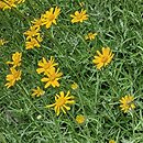 Eriophyllum lanatum (eriofil darniowy)