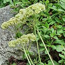 Eriogonum umbellatum (pokoślin baldaszkowaty)