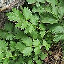 Potentilla douglasii (horkelia brązowa)