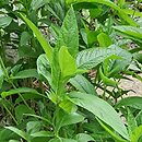 Ruellia strepens (ruelia szumiąca)