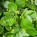 Euonymus fortunei Vegetus
