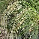 Stipa lessingiana (ostnica Lessinga)