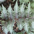 Athyrium niponicum Pictum