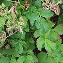 Waldsteinia fragarioides (pragnia poziomkowata)
