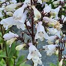 Penstemon digitalis Husker Red