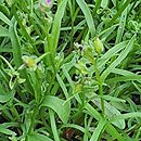 Montiopsis umbellata (montiopsis baldaszkowaty)