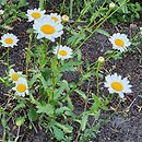 Leucanthemum monspeliense (jastrun francuski)