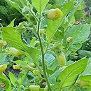 Atropa bella-donna Lutea