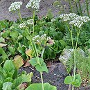 Valeriana tiliifolia (kozłek lipolistny)