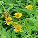 Arnica sachalinensis