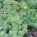 Cotula hispida (kotula owłosiona)