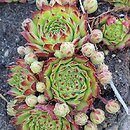 Sempervivum ×funckii (rojnik Funcka)