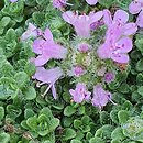 Thymus serpyllum Pygmaeus