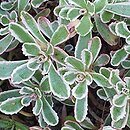 Phedimus spurius Tricolor