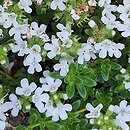 Thymus ×citriodorus Golden Dwarf