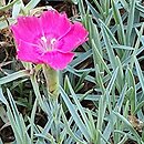 Dianthus Heidi