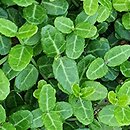Euonymus fortunei Minimus
