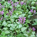 Lamium maculatum Beacon's Silver