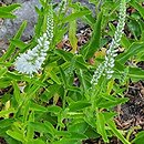 Veronica longifolia Schneeriesin