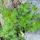 Geum magellanicum (kuklik chilijski)