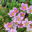 Saxifraga ×arendsii Rosenzwerg