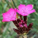 Dianthus andrzejowskianus (goździk Andrzejowskiego)