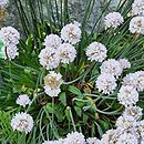 Armeria pseudarmeria Ballerina White