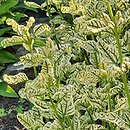 Heliopsis scabra Helhan