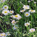 Erigeron tweedyi