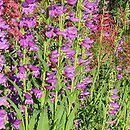 Penstemon alpinus