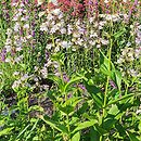 Penstemon angustifolius (penstemon wąskolistny)