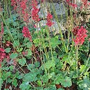 Heuchera Pruhoniciana
