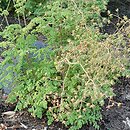 Thalictrum minus (rutewka mniejsza)