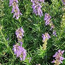 Salvia jurisicii